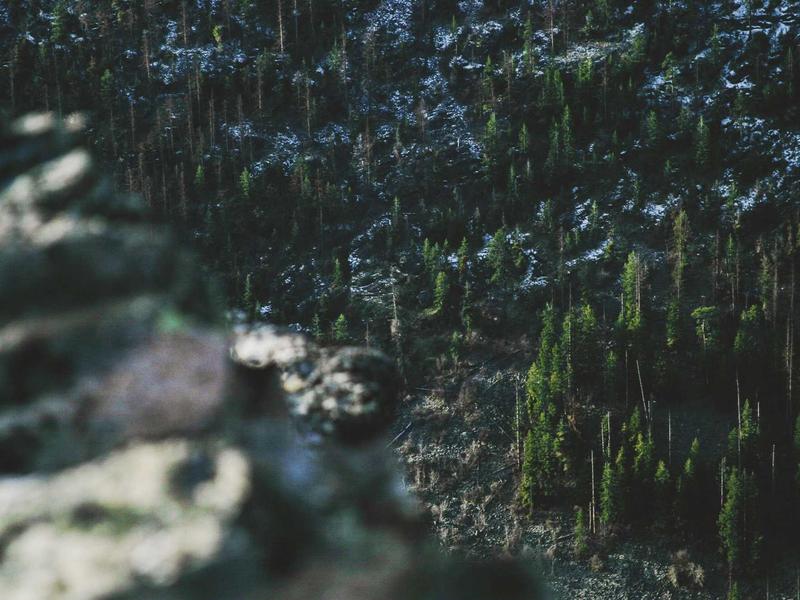 BMI Calculator Guide